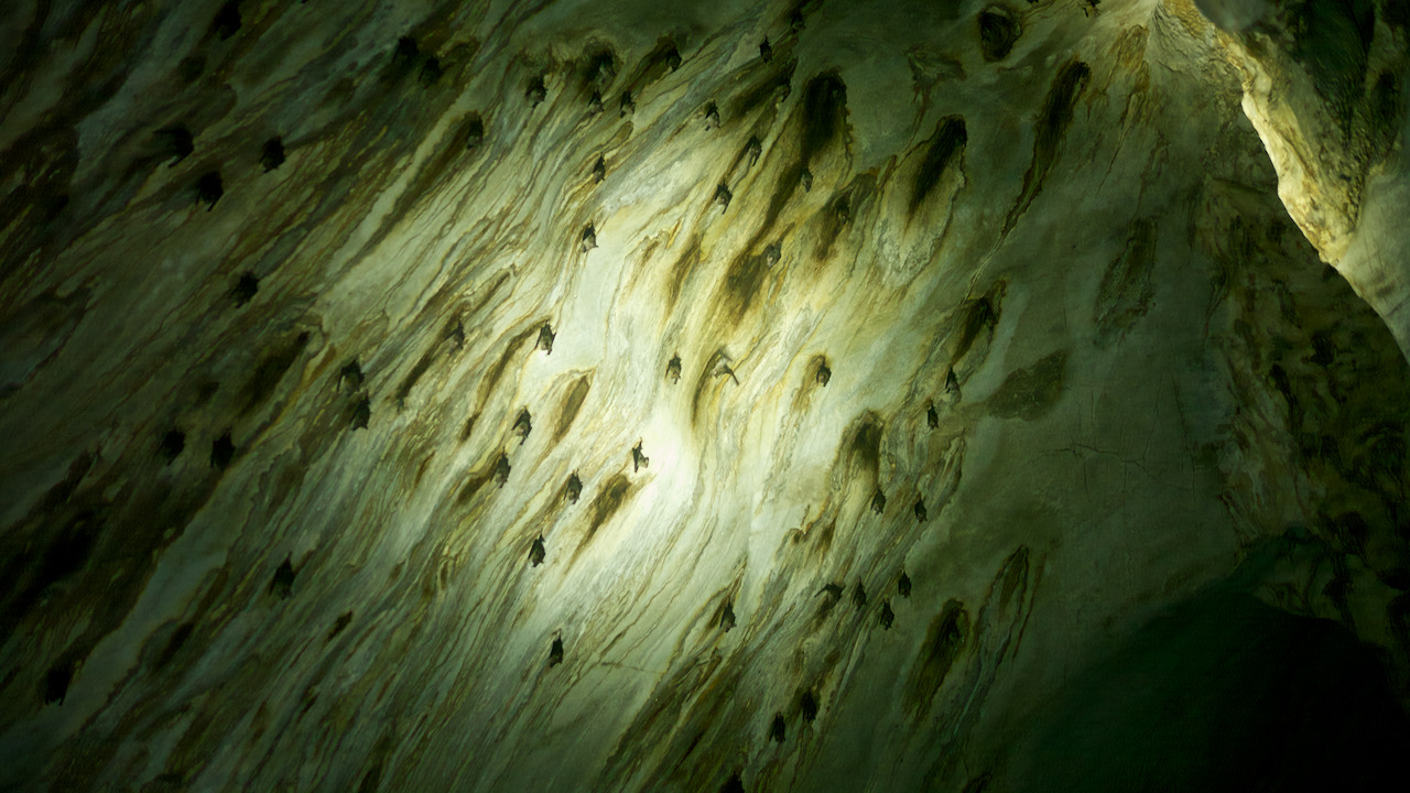 A cave ceiling with the texture of water, illuminated by a torch beam to reveal hundreds of bats sleeping or stretching their wings.