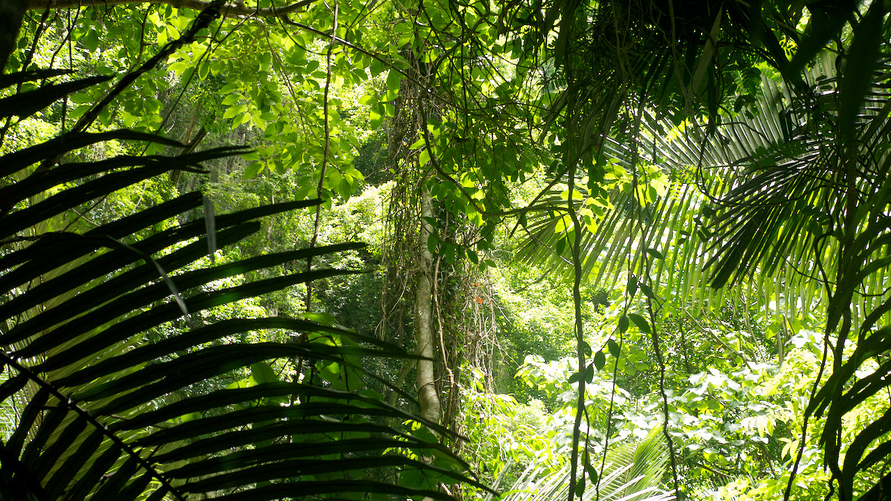 A lush jungle, surrounded by cliffs.