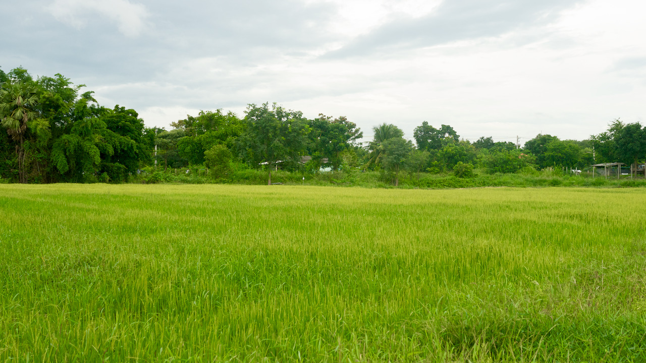 The rice field belonging to the dad of the new host family we were placed with.